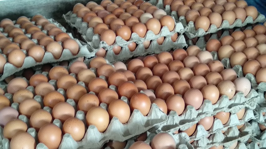 माग बढेसँगै अण्डाको समर्थन मूल्य बढ्यो