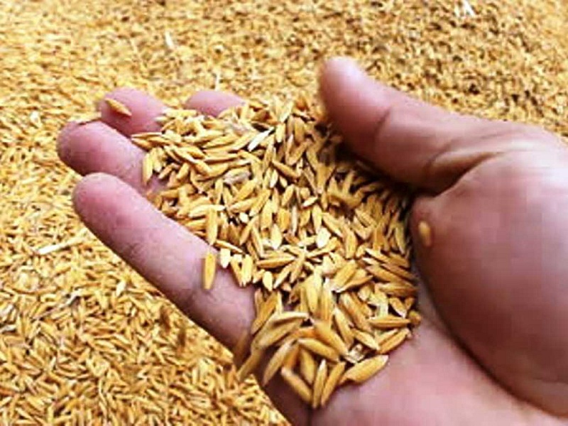 खैरहनीमा धानको बीउमा ५०% अनुदान