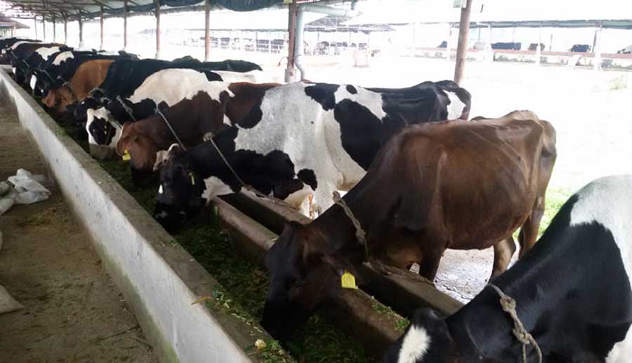 व्यावसायिक गाईपालनबाट मनग्य आम्दानी