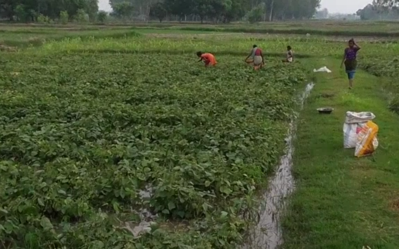 चितवनको कृषि बजेट ४ करोडमा झर्‍यो, प्राथमिक कार्यक्रम प्रभावित