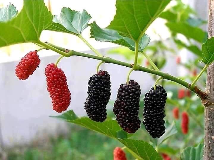 किम्बु बिरुवाको माग बढ्दै