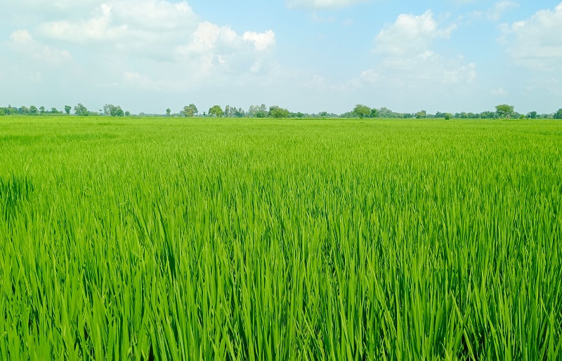 धनुषामा छिटो पाक्ने धान परीक्षण