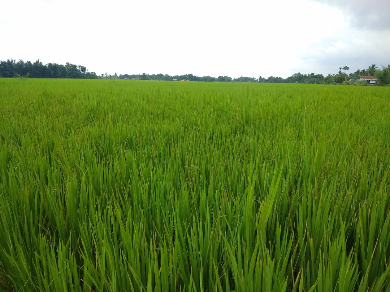 देशभर ९८ प्रतिशत धान रोपाइँ सकियो