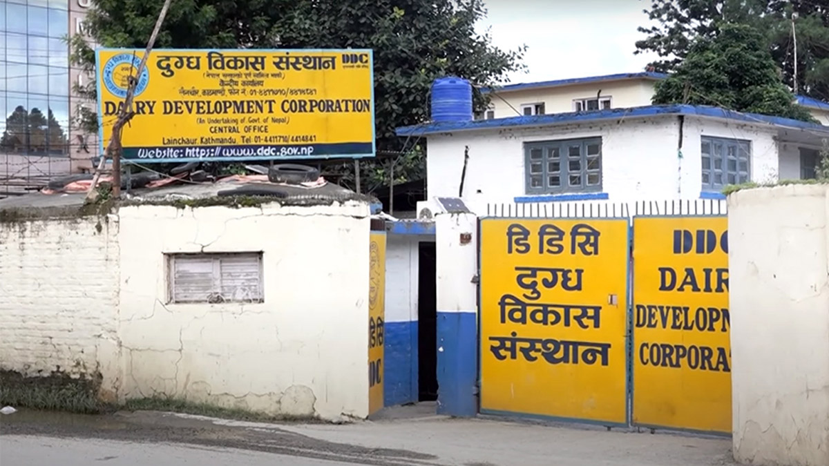 डिडिसीले दैनिक १ लाख ५० हजार लिटर दूध सङ्कलन गर्ने लक्ष्य