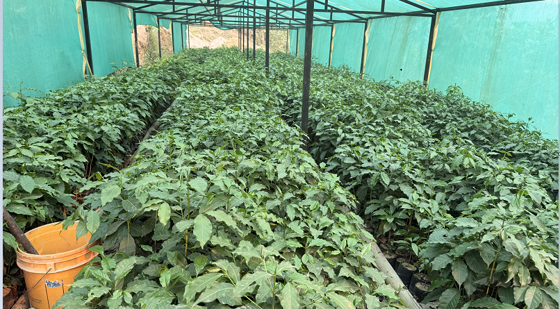 गुल्मीमा ३८ जातका कफीको परीक्षण